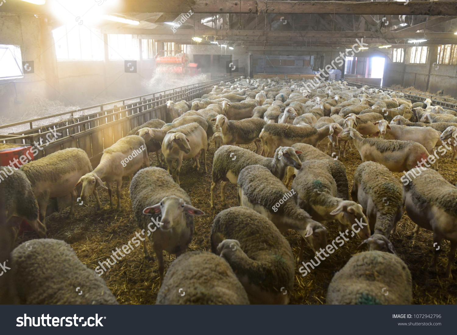 stock-photo-herd-of-sheeps-in-sheep-fold-1072942796
